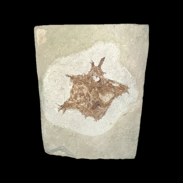 Vis - Fossiel skelet - Ichthyoceros spinosus - 10 cm - 7.5 cm