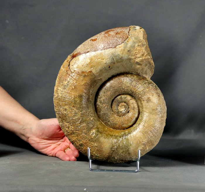 Ammonite la plus fine - Sur un élégant support en acier - Conservation exceptionnelle - Animal fossilisé - Lytoceras fimbriatum - 26 cm