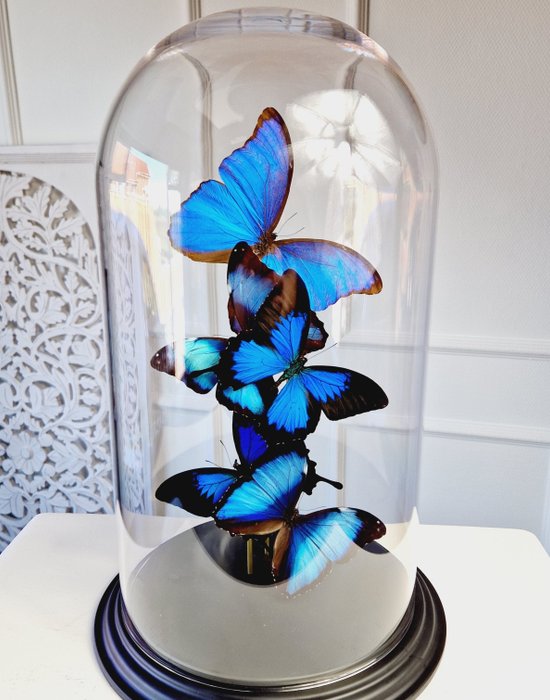 Mittdekoration - Olika typer av  - Riktiga blå fjärilar i stor kupol