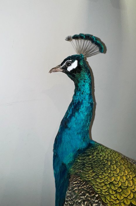 Pavão Azul Indiano, com cauda completa - Corpo inteiro embalsamado - Pavo cristatus - 140 cm - 87 cm - 35 cm - Espéciesnão-CITES