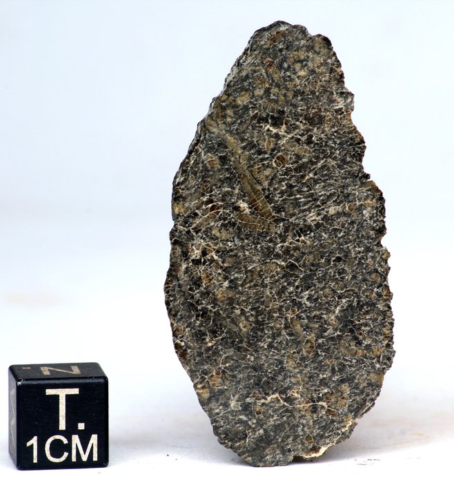 Fetta di meteorite marziano NWA 15196 (Shergottite) Acondrite Meteorite - 4.9 g