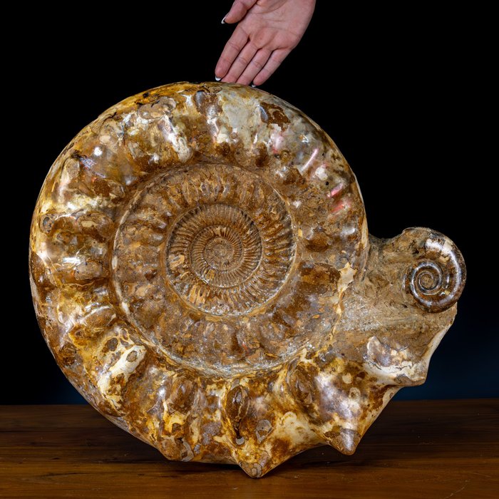 Rara ammonite opalescente naturale Euaspidoceras Perarmatum Fossile- 27869.56 g