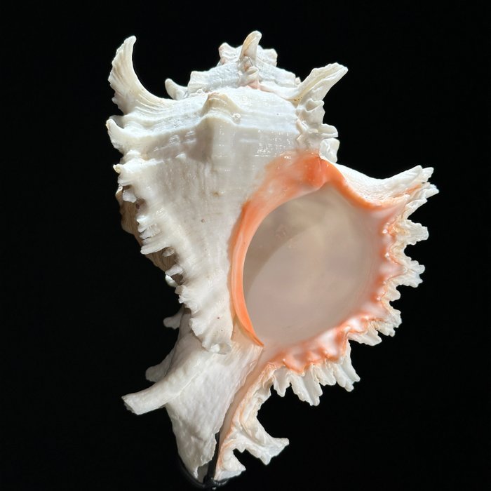 無底價 - 定制支架上錯綜複雜的分支骨螺螺 - 貝殼 - Chicoreus ramosus