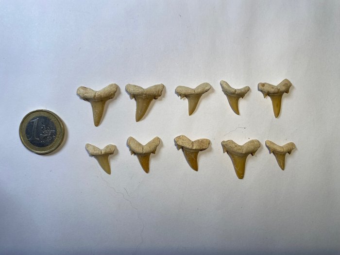 Ossirina (squalo mako, squalo tonno) - Denti fossili - 1.5 cm - 2 cm