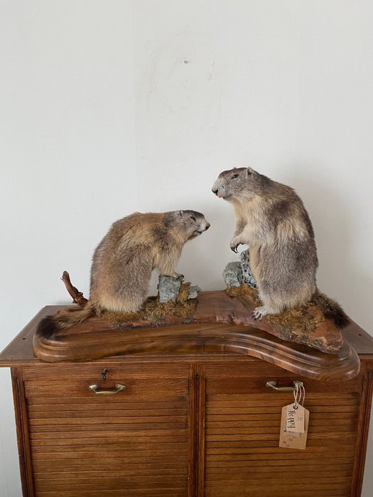 Marmotas Alpinas - Corpo inteiro embalsamado - Marmota marmota - 54 cm - 60 cm - 86 cm - non-CITES species - 1
