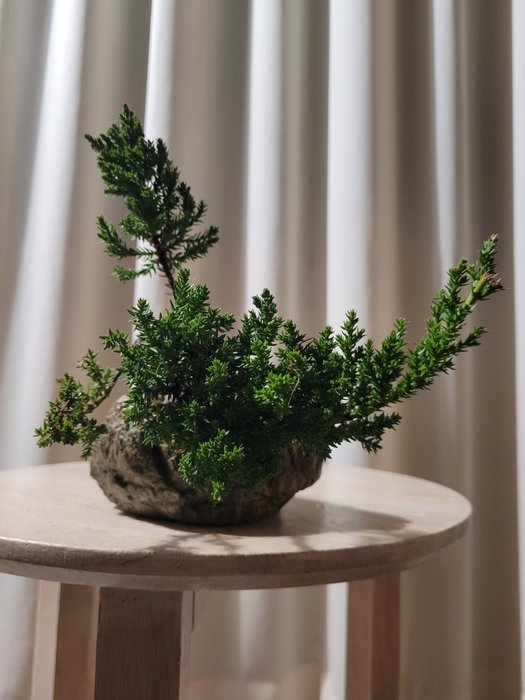 Juniper bonsai (Juniperus) - 高度 (樹): 15 cm - 深度 (樹): 20 cm - 荷蘭