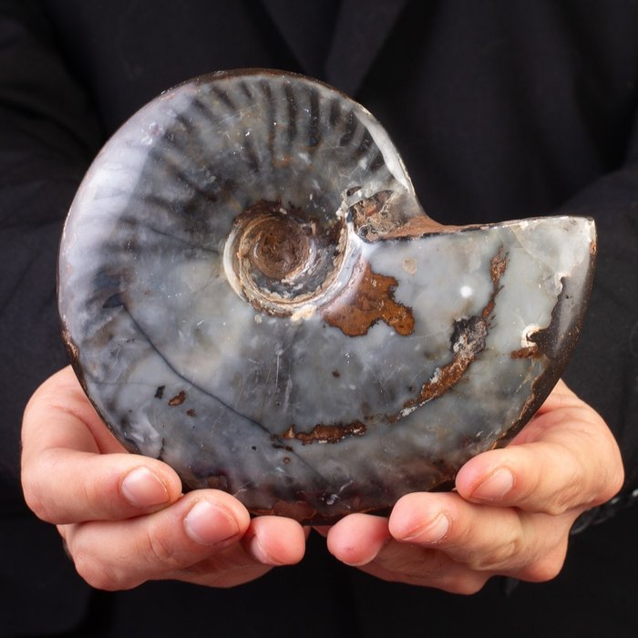 Rzadkie: czarny hematyt i opalowy agat. Eksponat taksydermiczny (całe ciało) - Ammonite Cleoniceras - 142 mm - 128 mm - 35 mm - 1