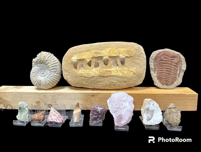 Fragment fossilisé - Mosassaurio/amonite/caracola…  (Sans Prix de Réserve)