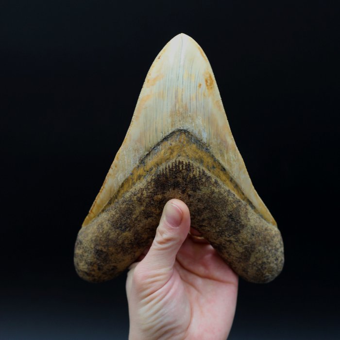 巨齿鲨 - 牙齿化石 - Otodus (Carcharocles) megalodon - 19.2 cm - 14.8 cm  (没有保留价)