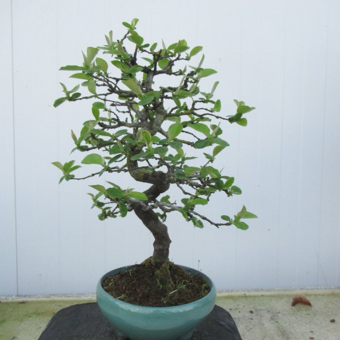 Chaenomeles sinensis - Ύψος (Δέντρο): 32 cm - Ιαπωνία