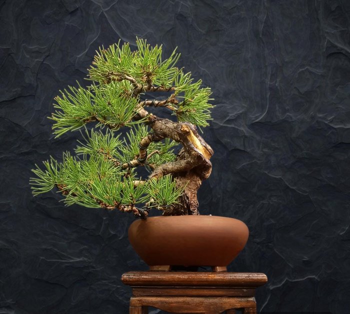 Bonsai Pinus Nigra - Height (Tree): 50 cm - Depth (Tree): 50 cm - Japan