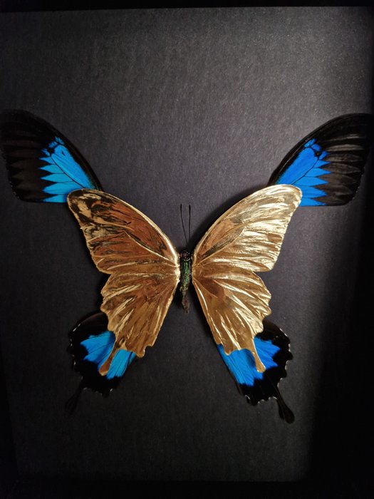 Vera farfalla placcata in oro 23 ct nella cornice Allestimento tassidermico a corpo intero - Papilio ulysses - 25 cm - 20 cm - 7 cm - Specie non CITES
