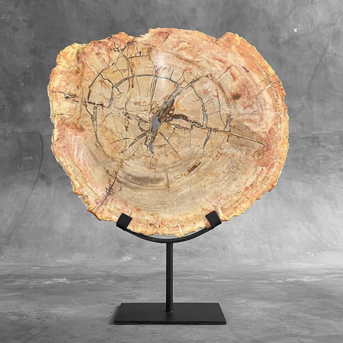 PAS DE PRIX DE RÉSERVE - Merveilleuse tranche de bois pétrifié sur support - Bois fossilisé - Petrified Wood - 42 cm - 34 cm