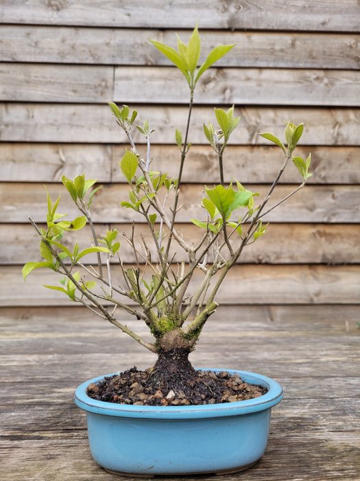 callicarpa bodinieri bonsai - Height (Tree): 23 cm - Depth (Tree): 21 cm - Netherlands