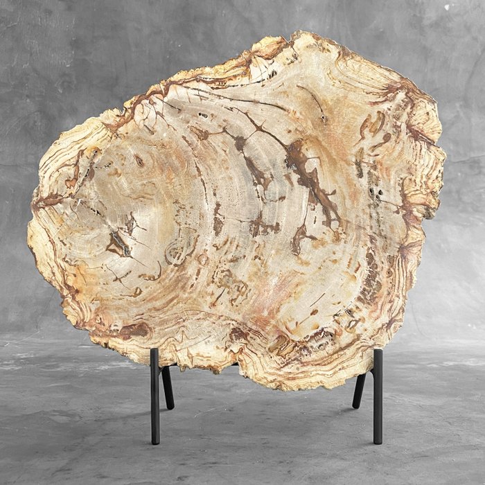 无底价 -C- 展台上有精美的大片硅化木 - 化石木材 - Petrified Wood - 38 cm - 38 cm