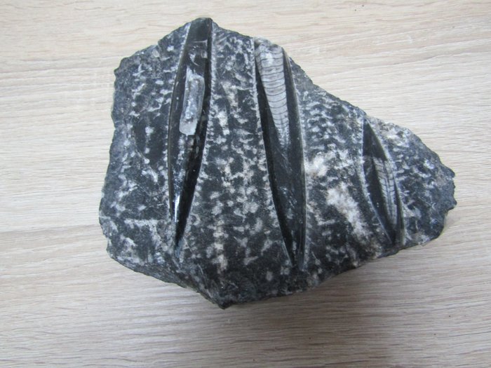 Othoceras-fossiili - Fossiilinen selkäkilpi - 18 cm - 17 cm  (Ei pohjahintaa)