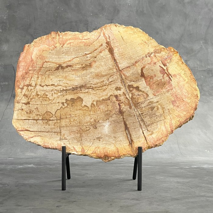 INGEN RESERVEPRIS -C- Fantastisk skive forstenet tre på stativ - Fossilt tre - Petrified Wood - 32 cm - 36 cm