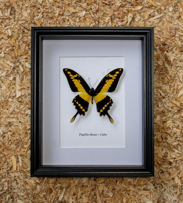 Farfalla Allestimento tassidermico a corpo intero - Papilio thoas - 28.5 cm - 23.5 cm - 4.5 cm - Specie non CITES