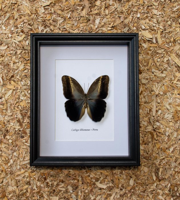 蝴蝶 动物标本剥制全身支架 - Caligo illioneus - 23.5 cm - 28.5 cm - 4 cm - 非《濒危物种公约》物种