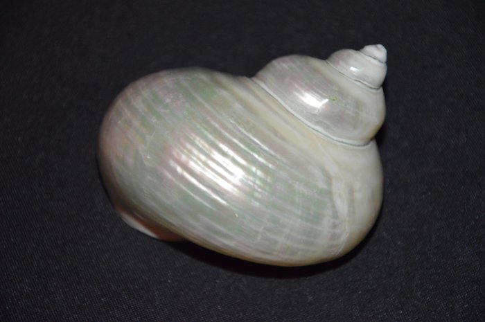 海蜗牛 海贝 - M-365 TURBO IMPERIALIS
