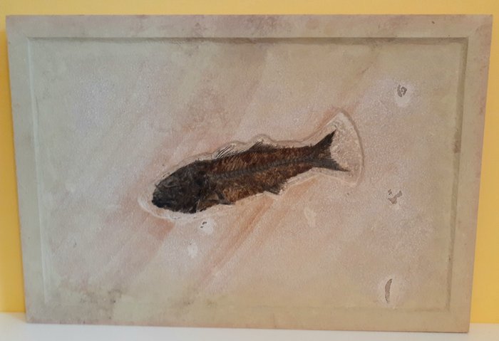 Peixe - Esqueleto articulado fossilizado - Mioplosus labracoides