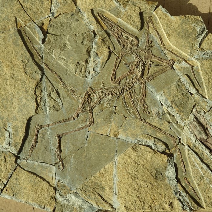 Pterosaur - Fosszilis mátrix - 42 cm - 35 cm