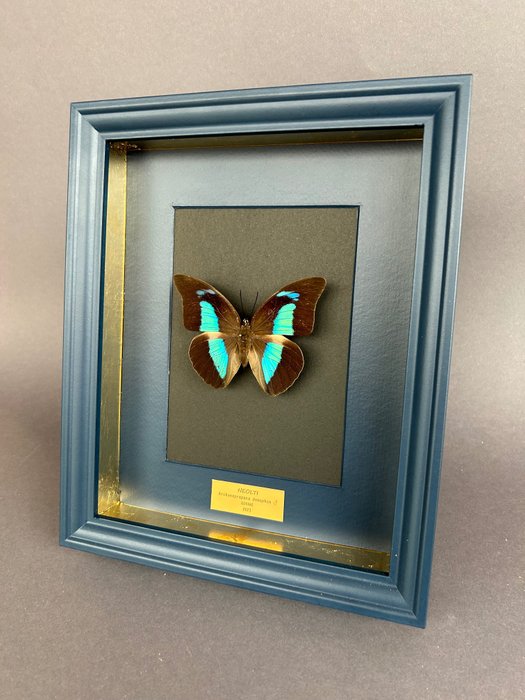Schmetterling Taxidermie-Ganzkörpermontage - Archaeoprepona demophon - 28 cm - 23 cm - 6 cm - Nicht-CITES-Arten
