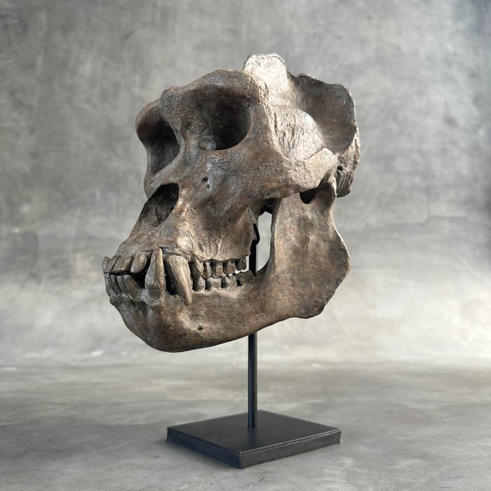 FĂRĂ PREȚ DE REZERVĂ - O replică a craniului de gorilă pe suport - Calitate muzeală -Culoare maro - Replică montură taxidermie - Gorilla - 36 cm - 17 cm - 26 cm - 1