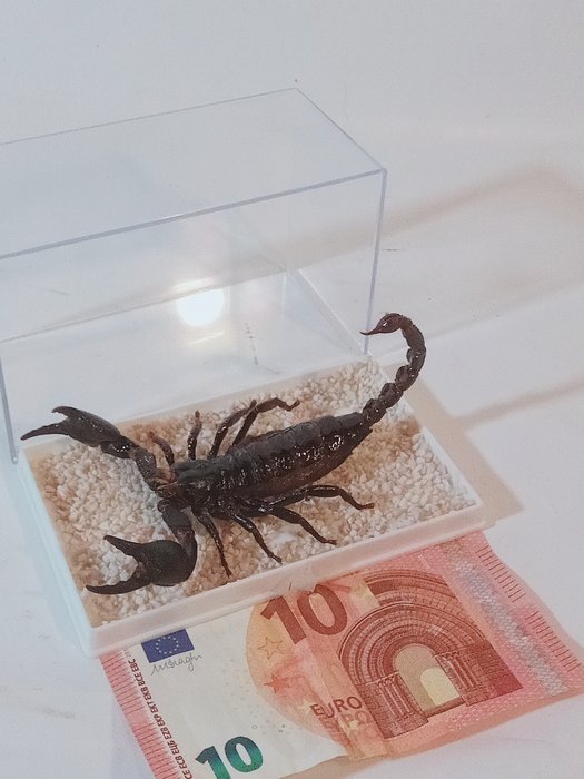 Scorpion 13 cm dimensiune XL Taxidermie montură corp întreg - Heterometrus Laoticus - 6,5 cm - 8 cm - 13 cm