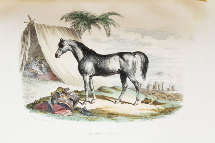 Buffon - Œuvres Complètes de Buffon: Mammifères - 1853