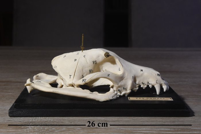 Domestic Dog 支架上的颅骨 - PES DOMACI - 13 cm - 26 cm - 14 cm -  (1)