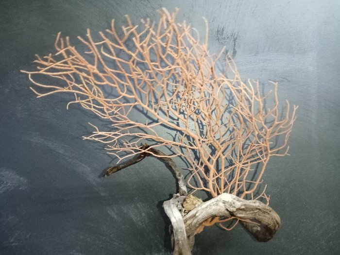 Coral Coral - Gorgonacea lamourux  (Sin Precio de Reserva)