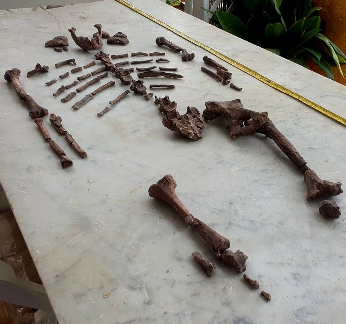 Reproduktion eines frühen Hominiden-Teilskeletts - Fossiles Skelett - Australopithecus afarensis