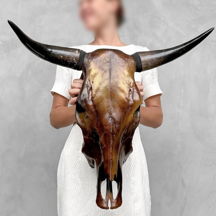 無底價 - 彩繪公牛頭骨 - 金屬深棕色 - 頭骨 - Bos Taurus - 50 cm - 60 cm - 32 cm- 非《瀕臨絕種野生動植物國際貿易公約》物種 -  (1)