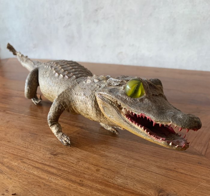 Alligator Taxidermie-Ganzkörpermontage - unbekannt - 9 cm - 60 cm - 10 cm