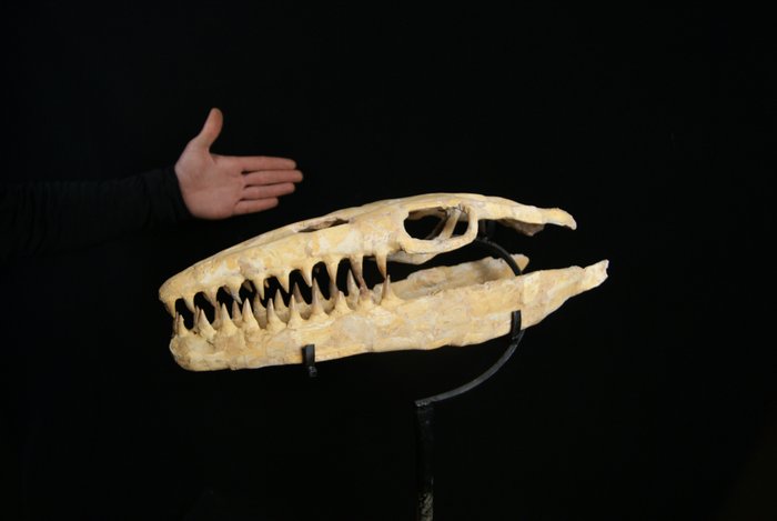 Enorme Mosasauro - Cranio fossile - Mosasaurus - 52 cm