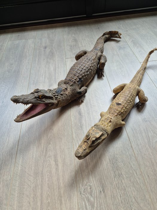 Kajmán krokodil Taxidermia teljes test - Caimaninae - 18 cm - 80 cm - 17 cm - 2