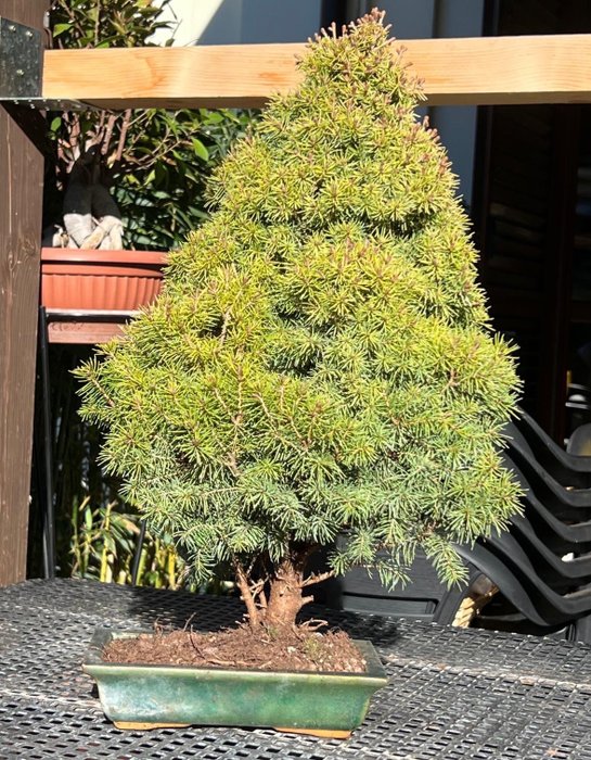 Spruce bonsai (Picea) - Magasság (fa): 50 cm - Mélység (fa): 30 cm - Japán
