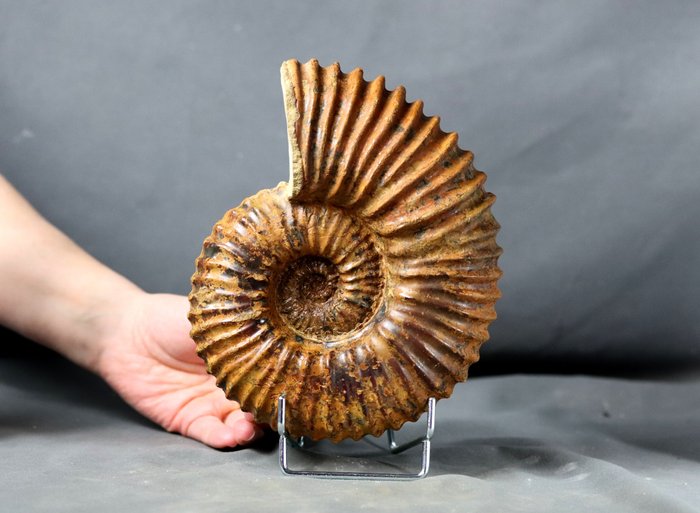 Dekoratív bordás ammonit - állványon - Fosszilizálódott állat - Calycoceras (Newboldiceras) asiaticum - 19 cm