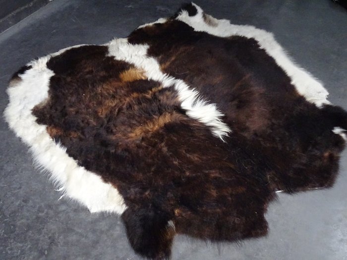 Yak hud Kranie - Bos grunniens - 145 cm - 1 cm - 145 cm- Ikke-CITES arter