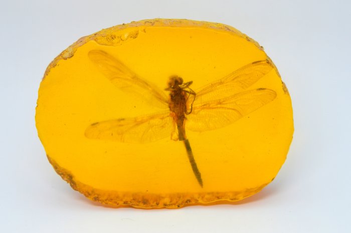 Dragonfly Full Body Taxidermy 102 x 72 mm Carving- 130 g - (1)