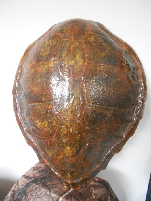 Hawksbill Sea Turtle Carapace - entinen Vedrine Collection - Täytetyn eläimen koko kehon jalusta - Eretmochelys imbricata - 60 cm - 52 cm - 12 cm - esi-CITES (ennen v. 1947) - 1