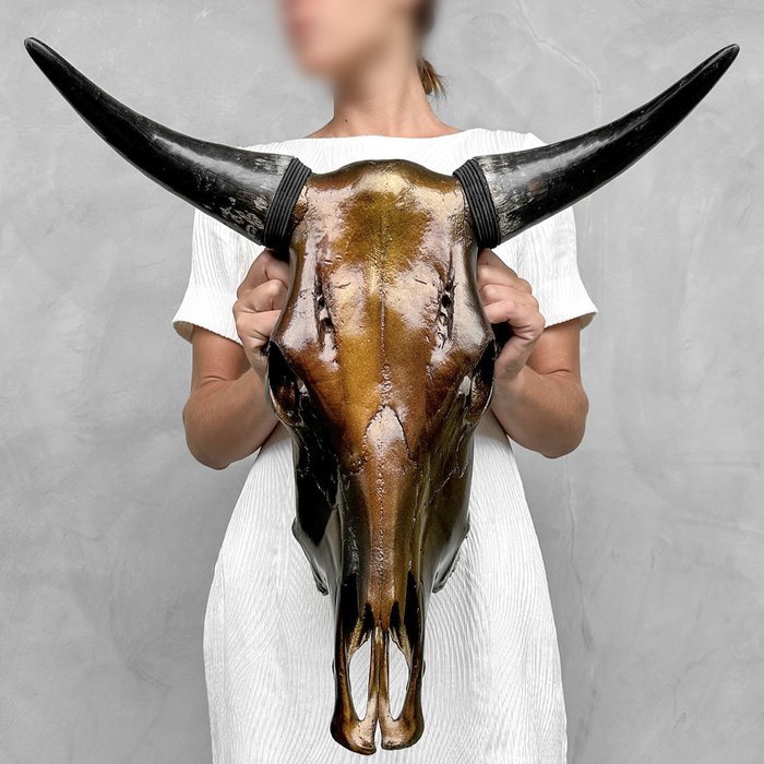 无底价 - 彩绘公牛头骨 - 金属深棕色 - 颅骨 - Bos Taurus - 49 cm - 50 cm - 28 cm- 非《濒危物种公约》物种 -  (1)