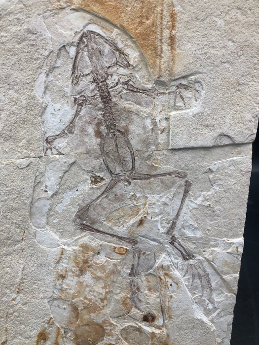 Fossil-Matrix - Genibatrachus baoshanensis - 21.5 cm - 18 cm  (Ohne Mindestpreis)