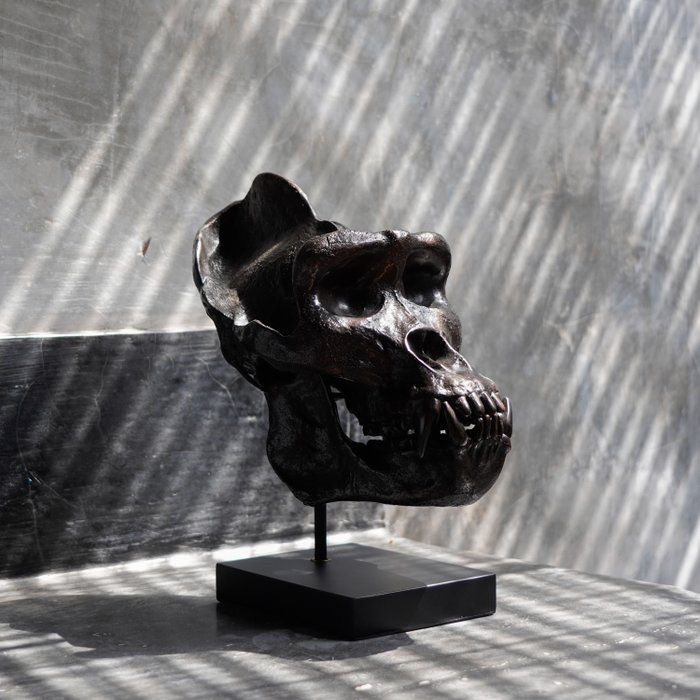 sculptuur, Western Gorilla Skull, cast in the finest patinated bronze, with stand - Signed by Artist - 33 cm - Brons