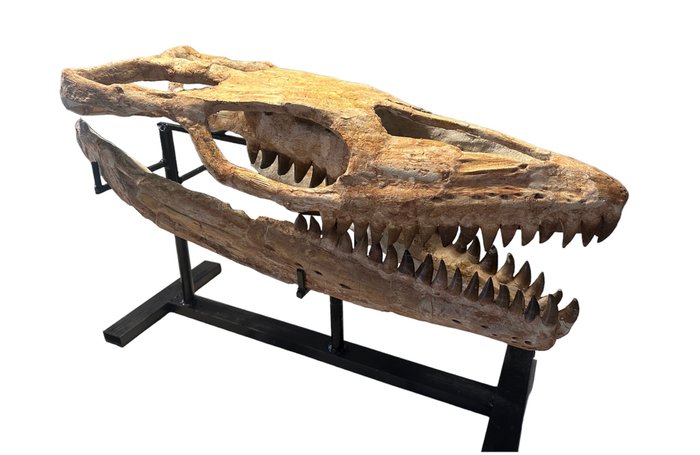 Mosassauro - Crânio fóssil - Mosasaurus sp. - 70 cm - 30 cm