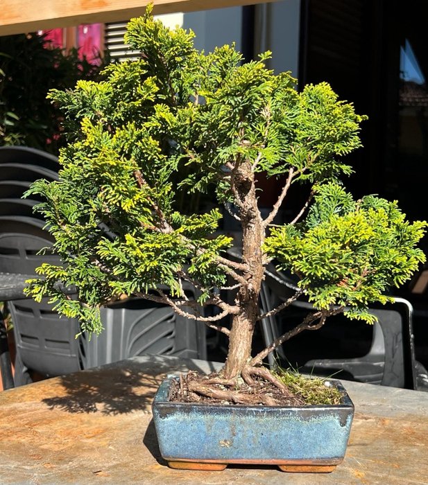 Einer bonsai (Juniperus) - Høyde (tre): 40 cm - Dybde (tre): 38 cm - Japan