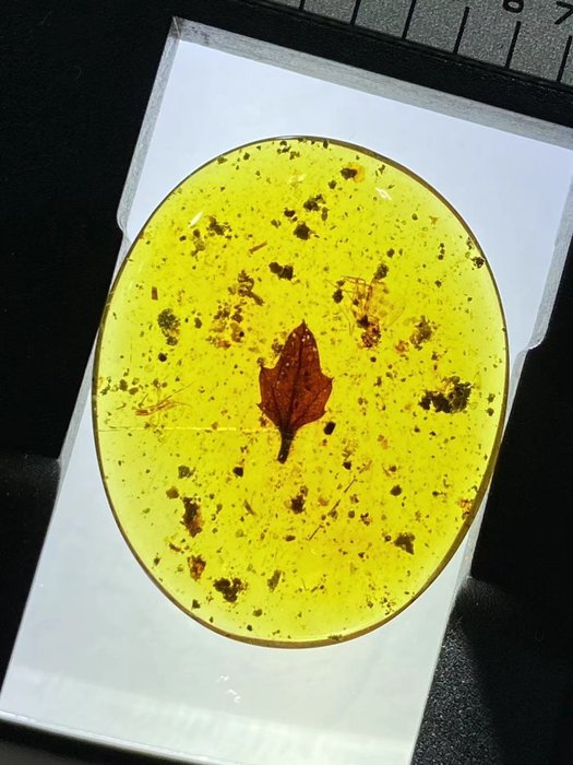 Barnsteen - leaf in amber - 24.1 mm - 19.6 mm