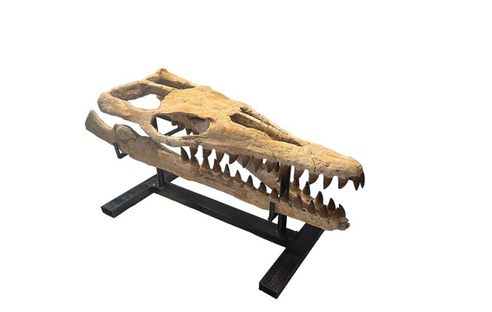 Mosasaur - Fossilt kranium - Mosasaurus sp. - 63 cm - 24 cm