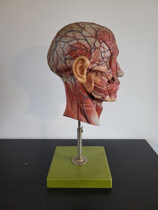 Anatomical Model Somso - Half Skull - Materiale didattico (1) - Somsoplast - 1980-1990